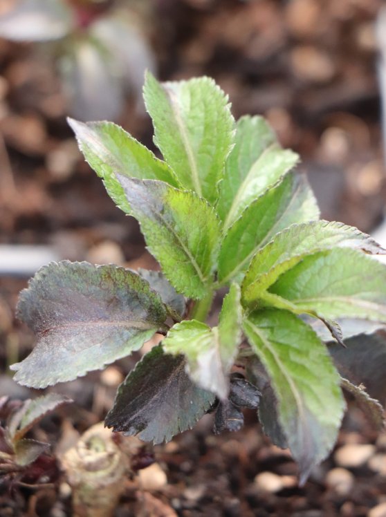 detail Bez černý 'Black Tower'