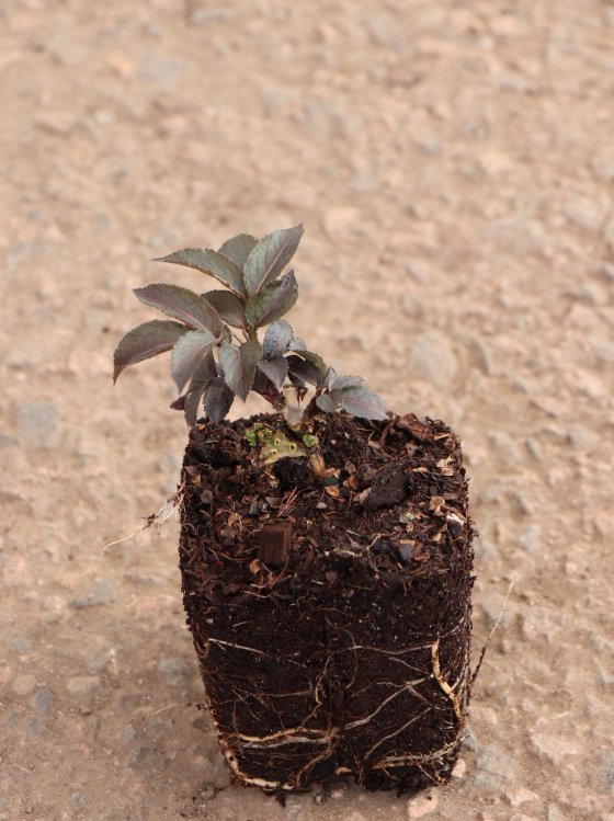 detail Bez černý 'Black Tower'