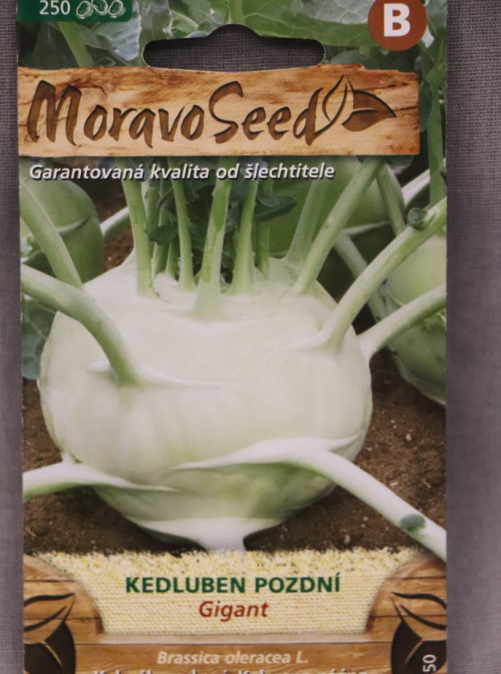 detail Kedluben pozdní bílý GIGANT