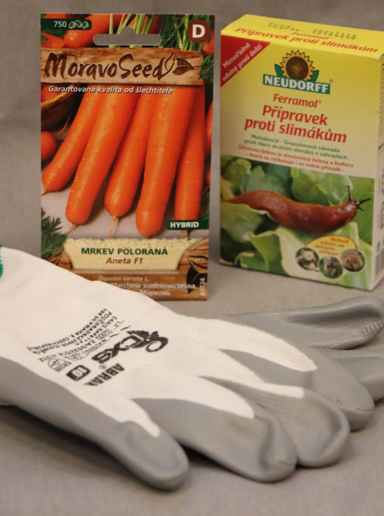 detail Mrkev poloraná ANETA F1