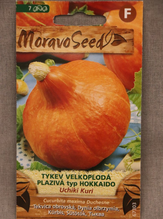 detail Tykev vel. UCHIKI KURI typ Hokkaido