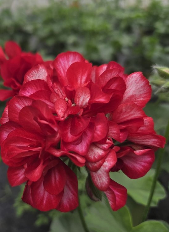 detail Muškát - Pelargonie štítnatá 'Corriente Artic Red'