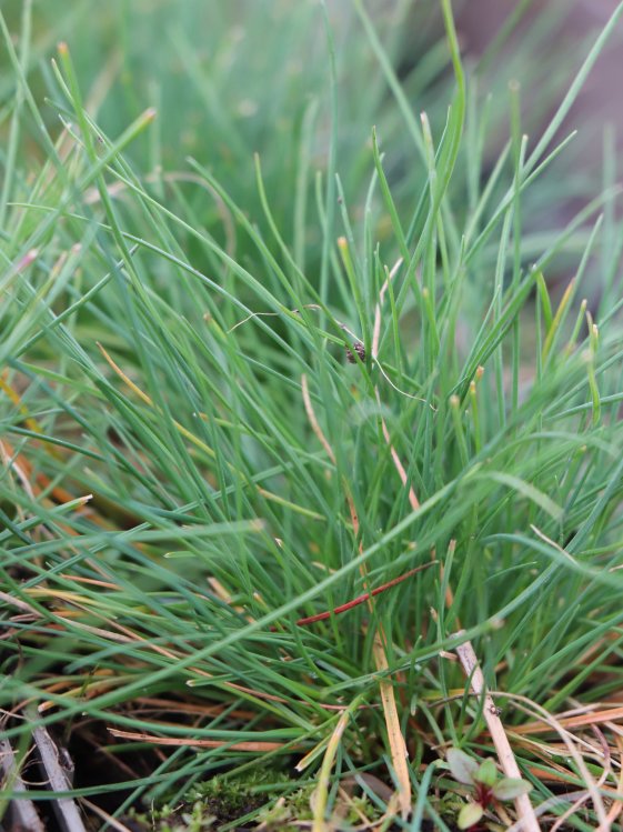 detail Kostřava popelavá ´Festina´