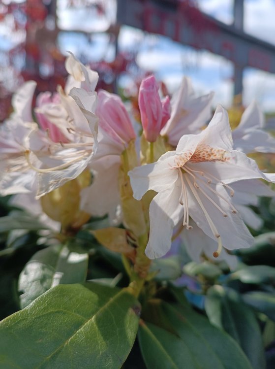detail Rododendron 'Cunningham's white'