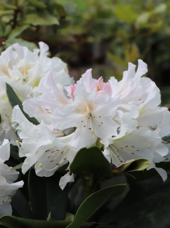 detail Rododendron 'Cunningham's white'