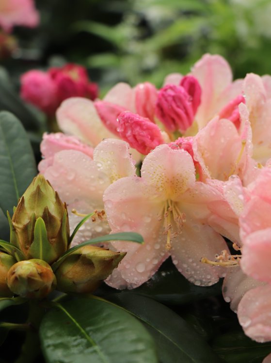 detail Rododendron 'Percy wiseman'