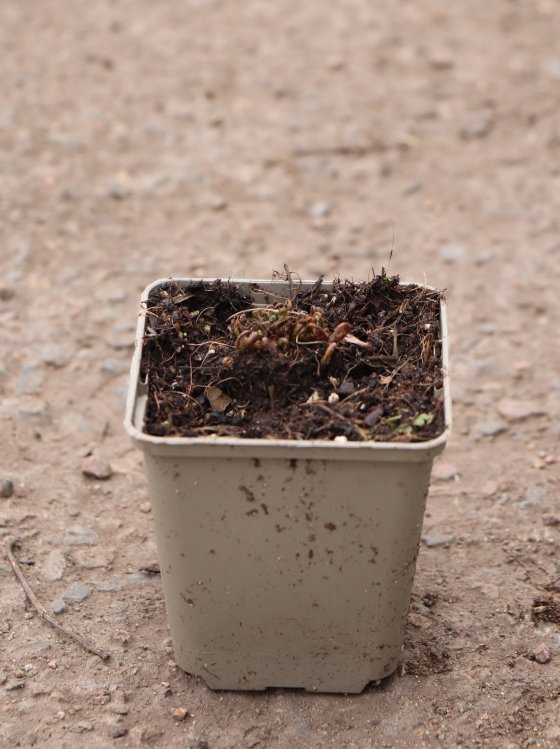 detail Papratka japonská ´Pewter Lace´