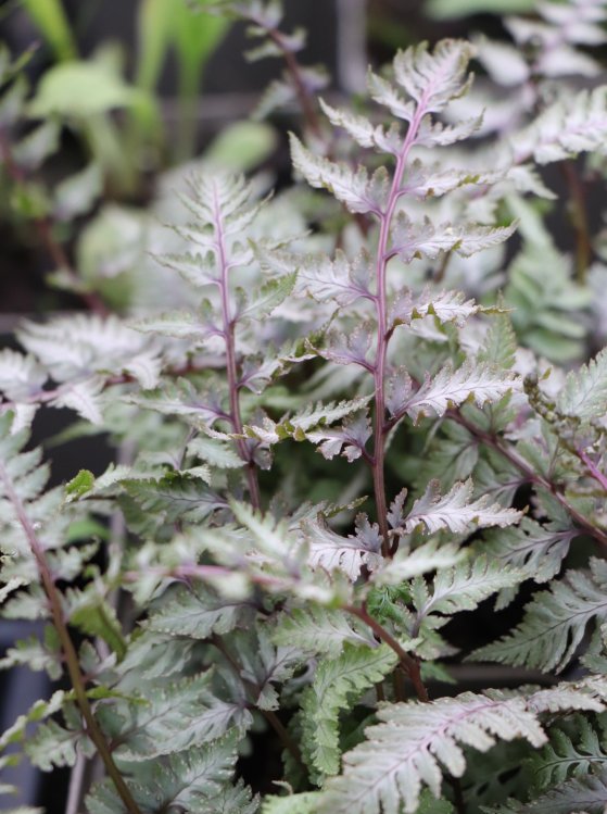 detail Papratka japonská ´Pewter Lace´