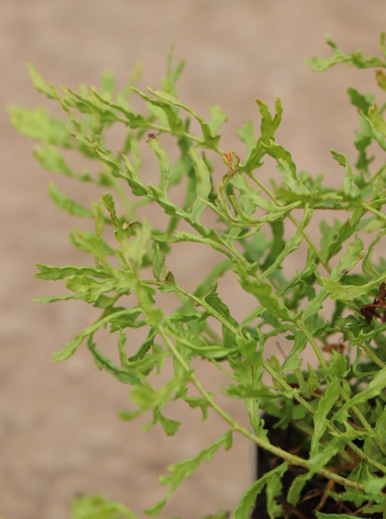 detail Kapraď samec ´Linearis Polydactyla´