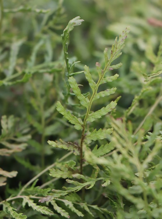 detail Kapraď samec ´Linearis Polydactyla´