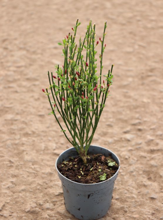 detail Čilimník 'Zeelandia'