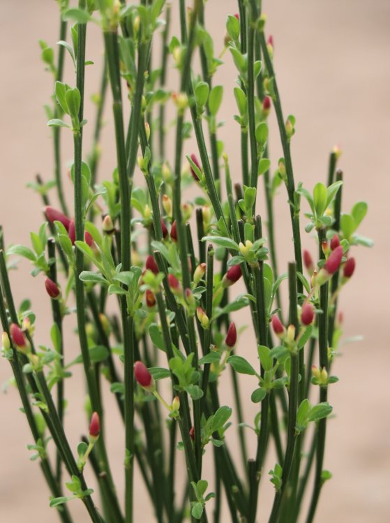 detail Čilimník 'Zeelandia'