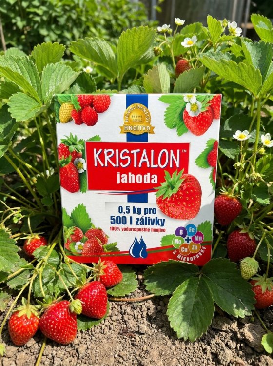 detail KRISTALON Jahoda 0,5 kg