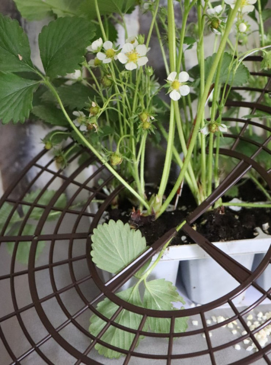 detail Košík pod jahody