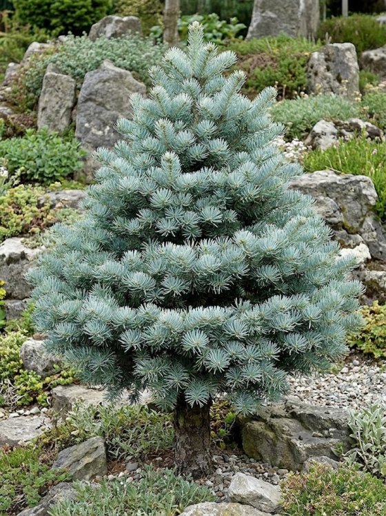 detail Jedle ojíněná 'Compacta'