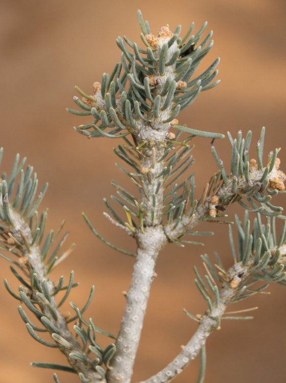 detail Jedle ojíněná 'Compacta'