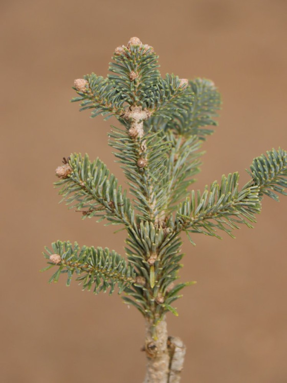 detail Jedle plstnatoplodá 'Green Globe'