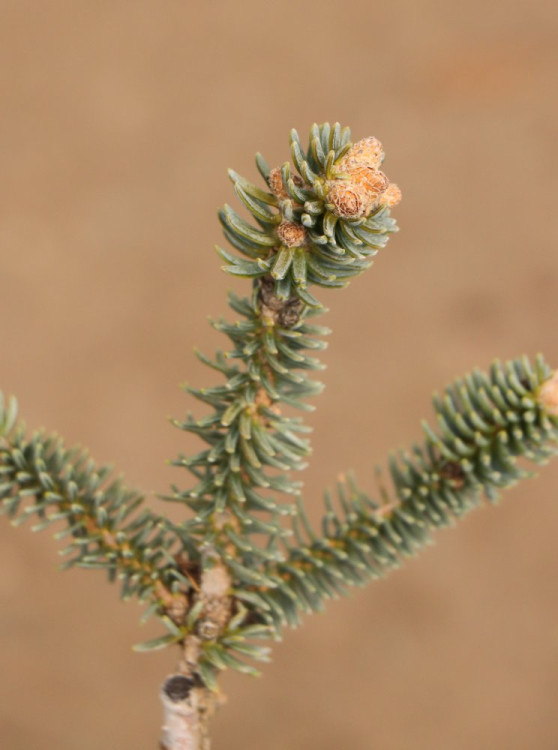 detail Jedle španělská 'Glauca'