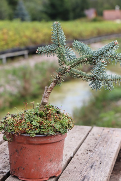 detail Jedle španělská 'Glauca'