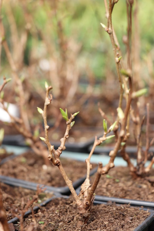 detail Aktinidie význačná 'Geneva'