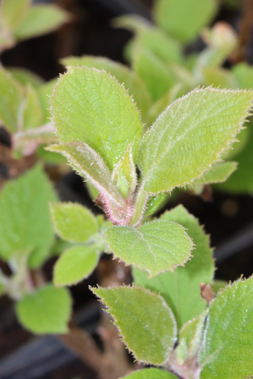 detail Aktinidie lahodná 'Atlas'