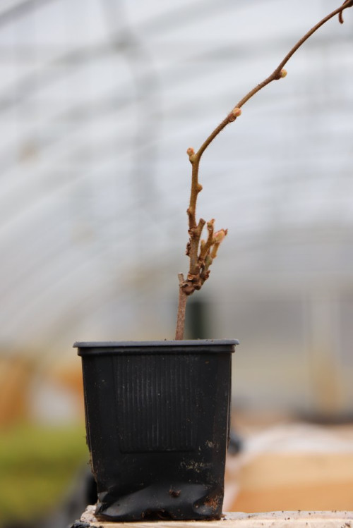 detail Aktinidie lahodná 'Atlas'