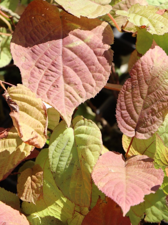 detail Aktinidie kolomikta