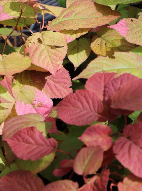 detail Aktinidie kolomikta