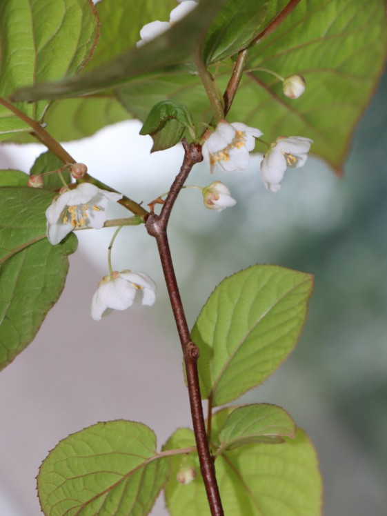 detail Aktinidie kolomikta