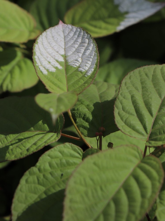 detail Aktinidie kolomikta