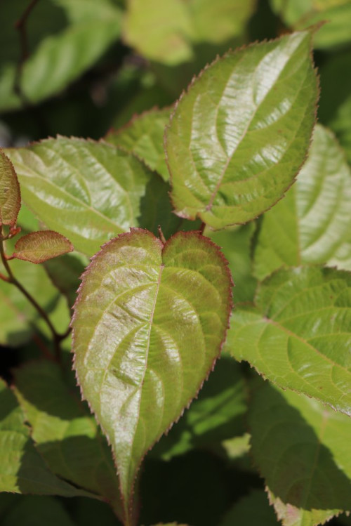 detail Aktinidie kolomikta