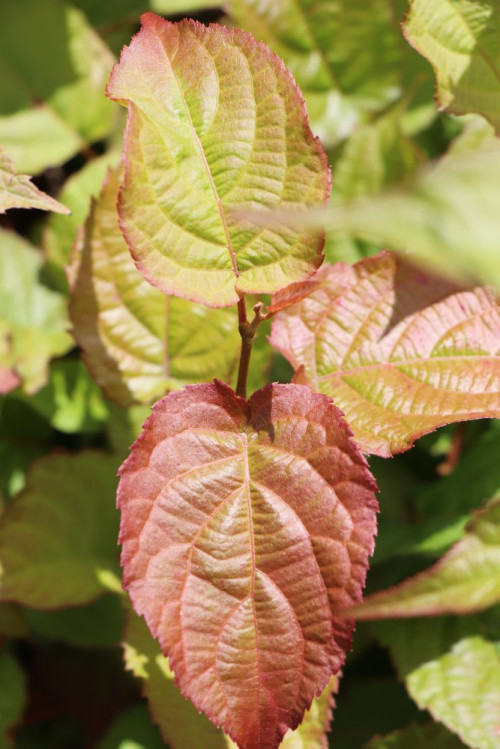 detail Aktinidie kolomikta