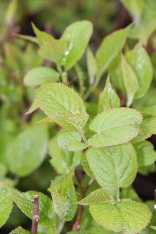 detail Aktinidie kolomikta