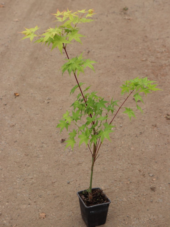 detail Javor dlanitolistý 'Aureus'