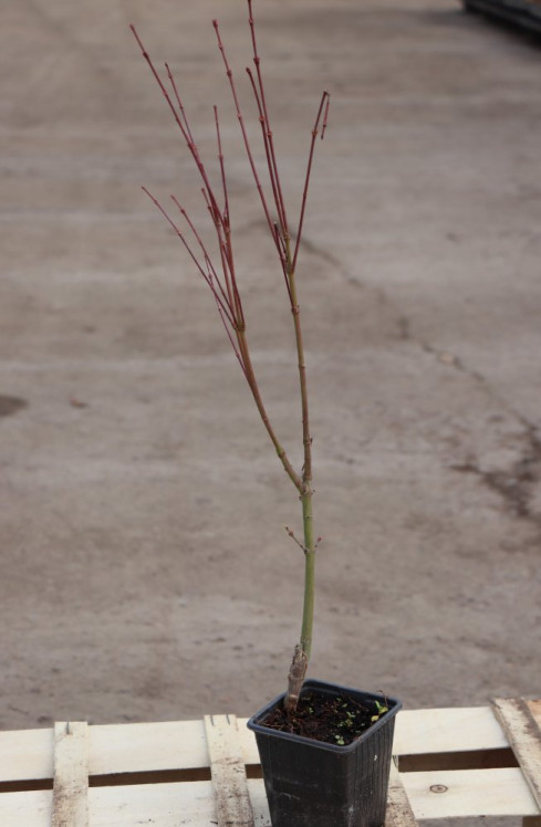 detail Javor dlanitolistý 'Aureus'