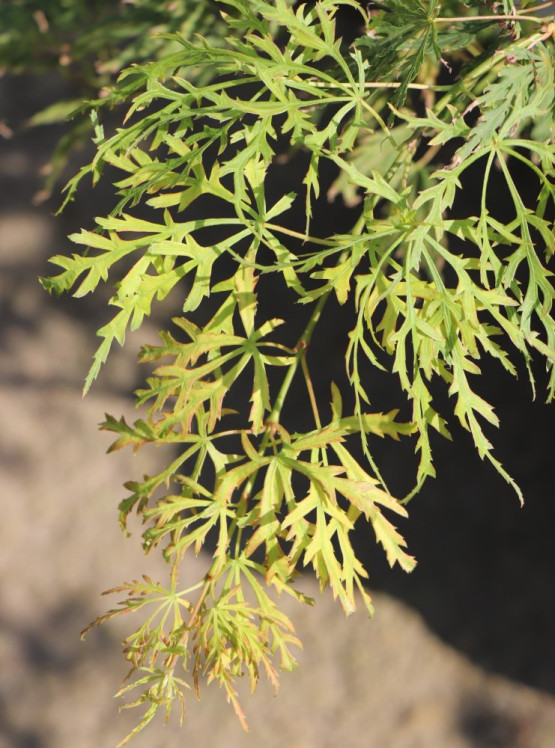 detail Javor dlanitolistý 'Dissectum'