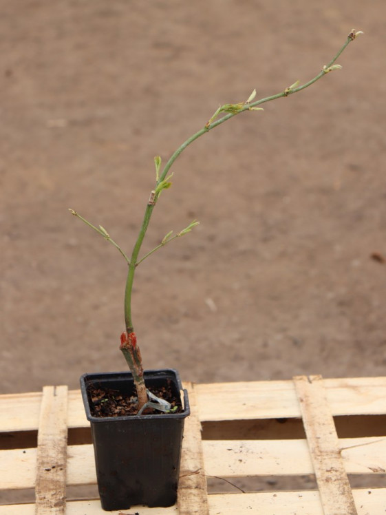 detail Javor dlanitolistý 'Dissectum'