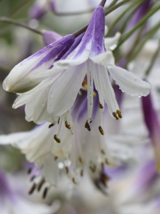 detail Kalokvět ´Fireworks´