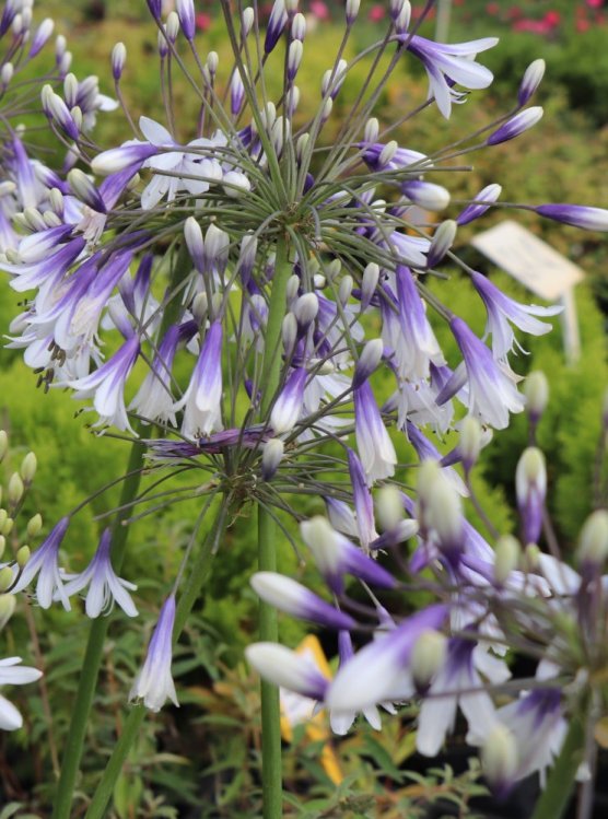 detail Kalokvět ´Fireworks´