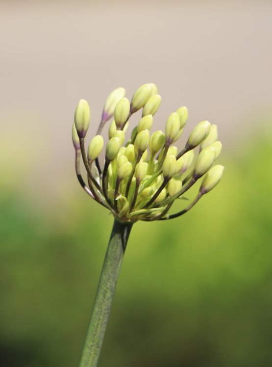 detail Kalokvět ´Fireworks´