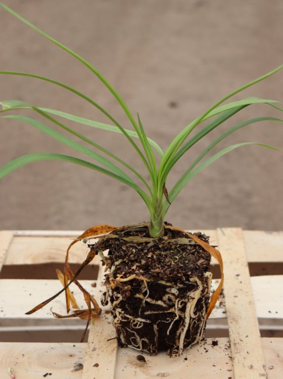 detail Kalokvět ´Fireworks´