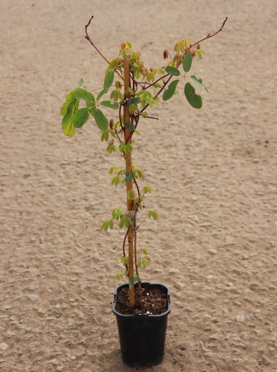 detail Akébie pětičetná