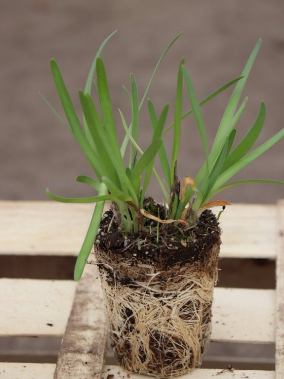 detail Česnek okrasný ´Lavender Bubbles´