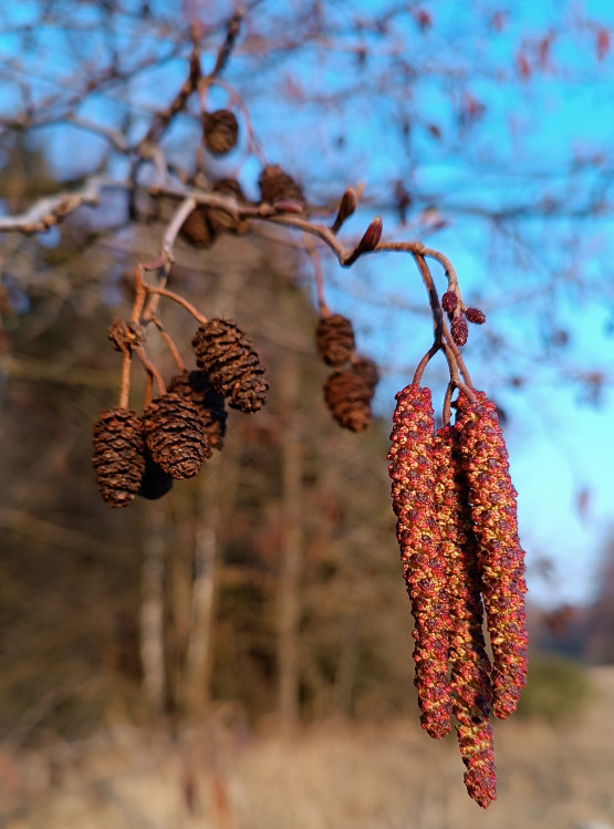 detail Olše lepkavá