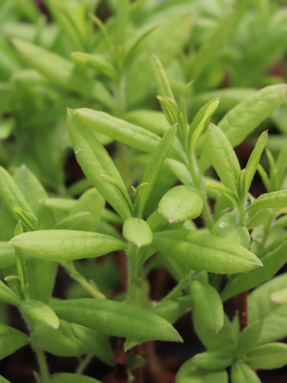 detail Azalka dřevitá 'Golden Lights'