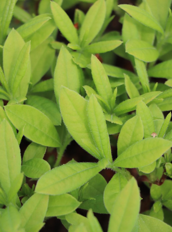 detail Azalka dřevitá 'Northern Hi-Lights'