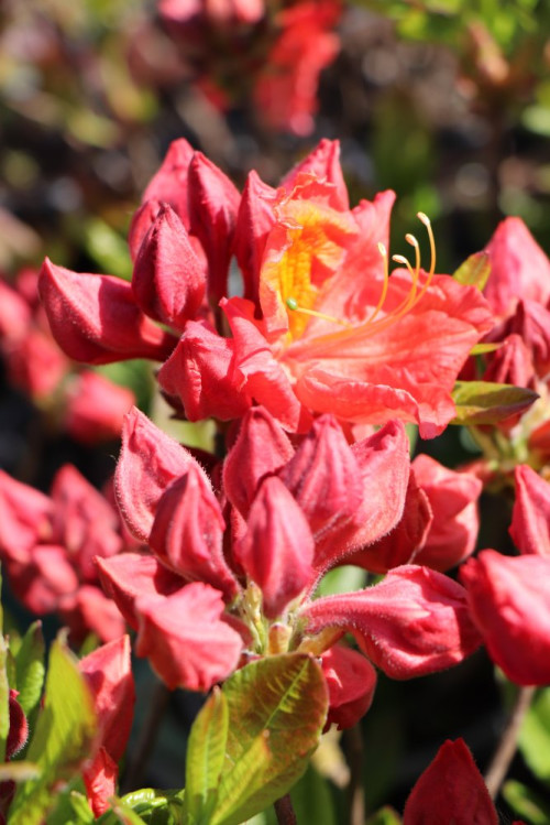 detail Azalka dřevitá 'Juanita'