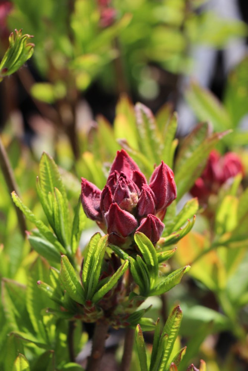 detail Azalka dřevitá 'Juanita'