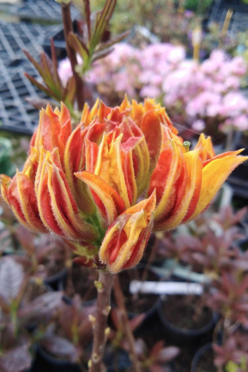 detail Azalka dřevitá 'Klondyke'