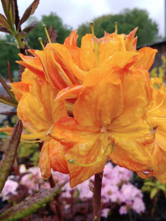 detail Azalka dřevitá 'Klondyke'